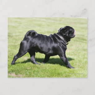 Black Pug Panting tijdens het lopen Briefkaart
