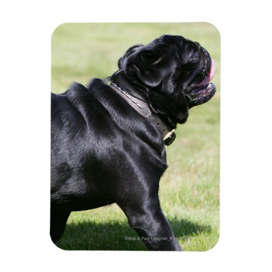Black Pug Panting tijdens het lopen Magneet (Verticaal)