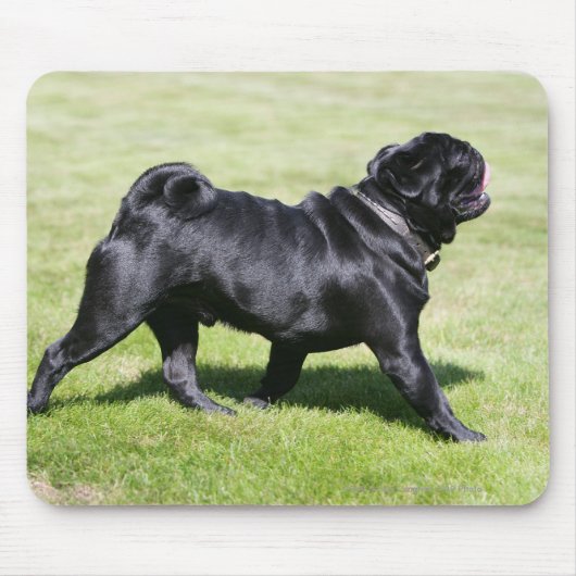 Black Pug Panting tijdens het lopen Muismat (Voorkant)
