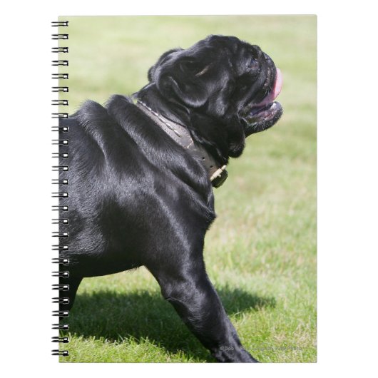 Black Pug Panting tijdens het lopen Notitieboek (Voorkant)