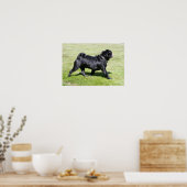 Black Pug Panting tijdens het lopen Poster (Keuken)