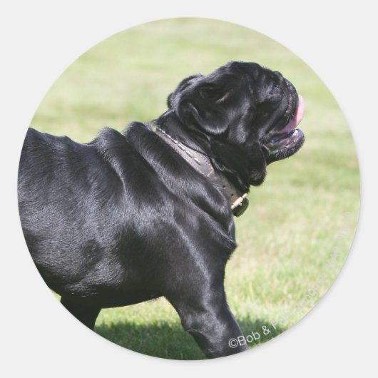 Black Pug Panting tijdens het lopen Ronde Sticker (Voorkant)