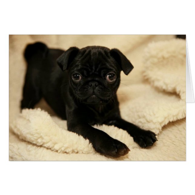 Black Pug Puppy (Voorkant Horizontaal)