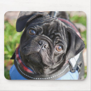 Black Pug Puppy met jas Muismat