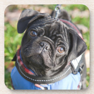 Black Pug Puppy met jas Onderzetter
