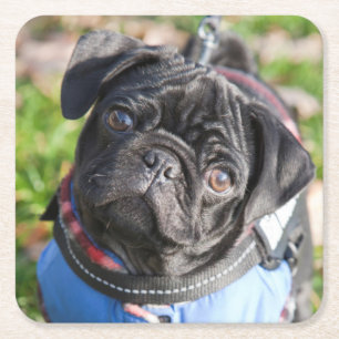 Black Pug Puppy met jas Vierkante Kartonnen Onderzetter
