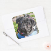 Black Pug Puppy met jas Vierkante Sticker (Envelop)