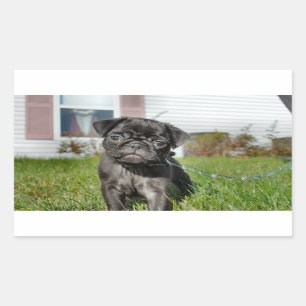 Black Pug puppy Rechthoekige Sticker