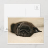 Black Pug Puppy Slaping Briefkaart (Voorkant / Achterkant)