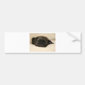 Black Pug Puppy Slaping Bumpersticker