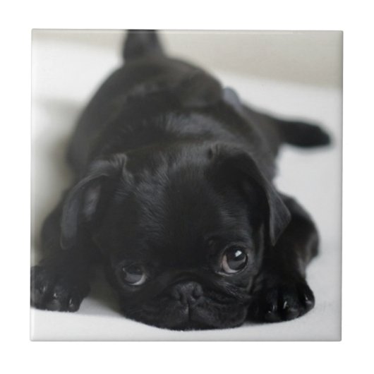 Black Pug Puppy Tegeltje (Voorkant)
