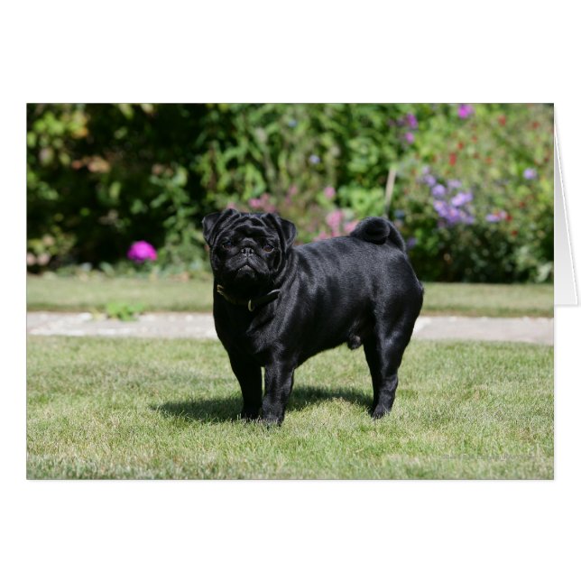 Black Pug Standing View Camera (Voorkant Horizontaal)