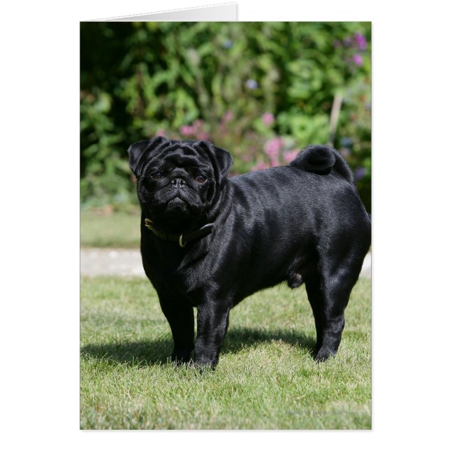 Black Pug Standing View Camera (Voorkant)
