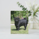 Black Pug Standing View Camera Briefkaart (Staand voorkant)