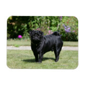Black Pug Standing View Camera Magneet (Horizontaal)