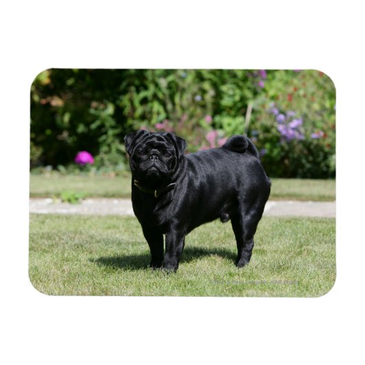 Black Pug Standing View Camera Magneet (Horizontaal)