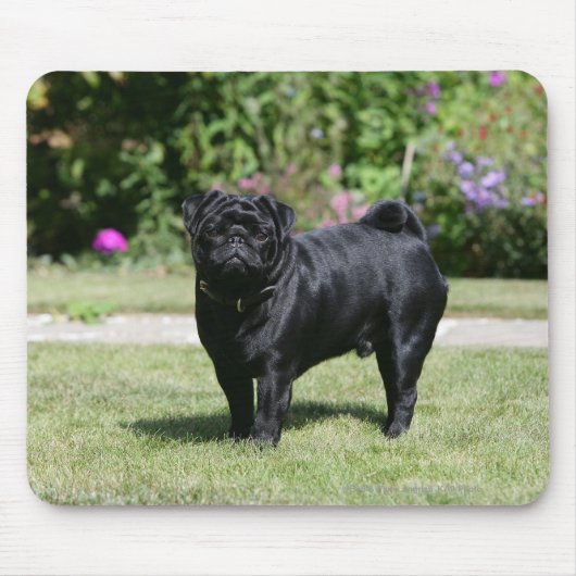 Black Pug Standing View Camera Muismat (Voorkant)
