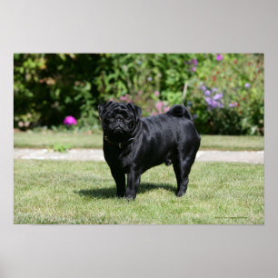 Black Pug Standing View Camera Poster