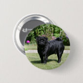 Black Pug Standing View Camera Ronde Button 5,7 Cm (Voorkant /achterkant)