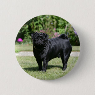 Black Pug Standing View Camera Ronde Button 5,7 Cm