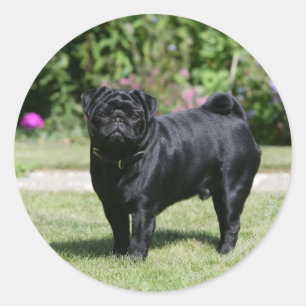 Black Pug Standing View Camera Ronde Sticker