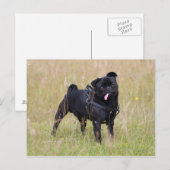 Black Pug Stikking Out Tounge Briefkaart (Voorkant / Achterkant)