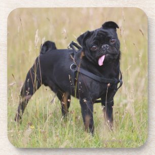 Black Pug Stikking Out Tounge Onderzetter