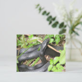 Black Racer Snake Sunning Briefkaart (Staand voorkant)