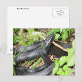 Black Racer Snake Sunning Briefkaart (Voorkant / Achterkant)