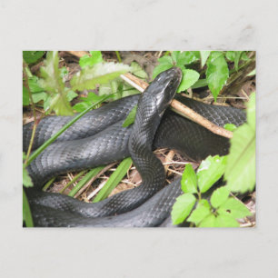 Black Racer Snake Sunning Briefkaart