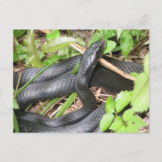 Black Racer Snake Sunning Briefkaart (Voorkant)