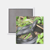 Black Racer Snake Sunning Magneet (Voorkant / Achterkant)