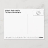 Black Rat Snake Briefkaart (Achterkant)
