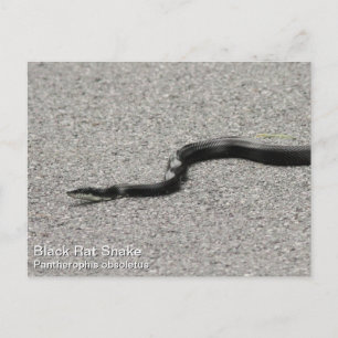 Black Rat Snake Briefkaart