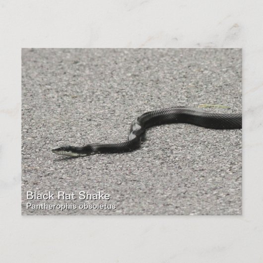 Black Rat Snake Briefkaart (Voorkant)