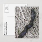 Black Rat Snake Briefkaart (Voorkant / Achterkant)