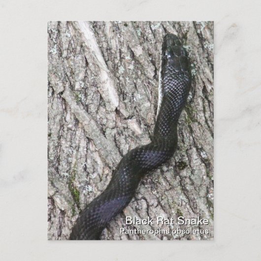Black Rat Snake Briefkaart (Voorkant)