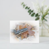 Black Rat Snake - Elaphe obsoleta obsoleta Briefkaart (Staand voorkant)