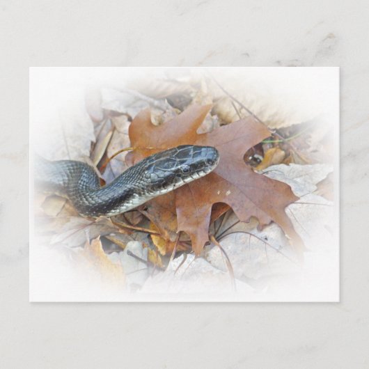 Black Rat Snake - Elaphe obsoleta obsoleta Briefkaart (Voorkant)