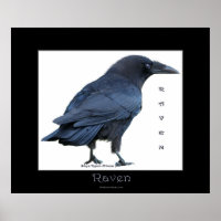 BLACK RAVEN Art Poster