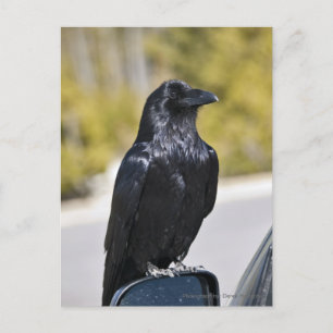 Black Raven - briefkaart