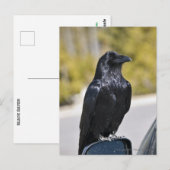 Black Raven - briefkaart (Voorkant / Achterkant)
