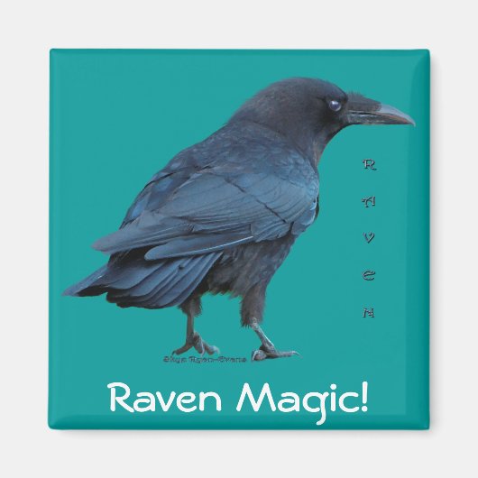 Black Raven Collectie III Magneet (Voorkant)