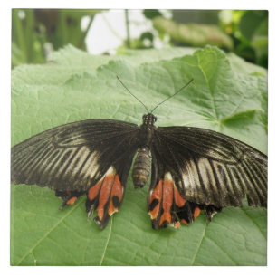 Black Red en Gold Butterfly Tile Tegeltje