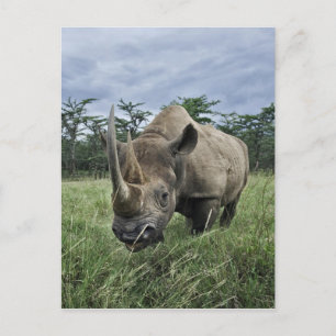 Black Rhinoceros, Diceros bicornis, Kenia Briefkaart