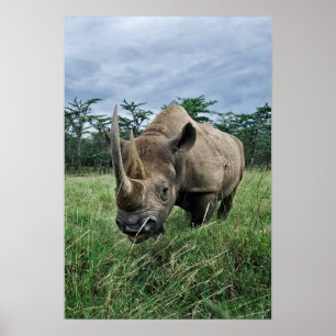 Black Rhinoceros, Diceros bicornis, Kenia Poster