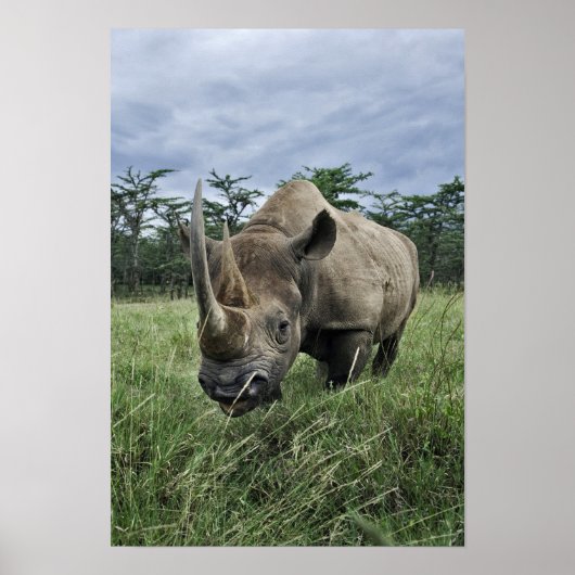 Black Rhinoceros, Diceros bicornis, Kenia Poster (Voorkant)