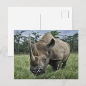 Black Rhinoceros | Kenia Briefkaart (Voorkant / Achterkant)