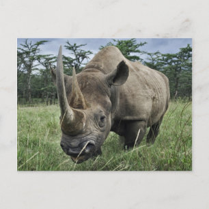 Black Rhinoceros   Kenia Briefkaart