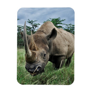 Black Rhinoceros   Kenia Magneet